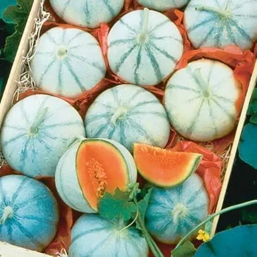 Melon Seeds for Planting - Heirloom Variety - Organic Cucumis melo - Non-GMO Garden Seeds for Home Gardening