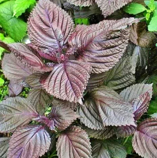 Purple Shiso Seeds - 100+ Perilla Herb for Asian Cuisine - Annual Plant - Free Shipping - Culinary Mint
