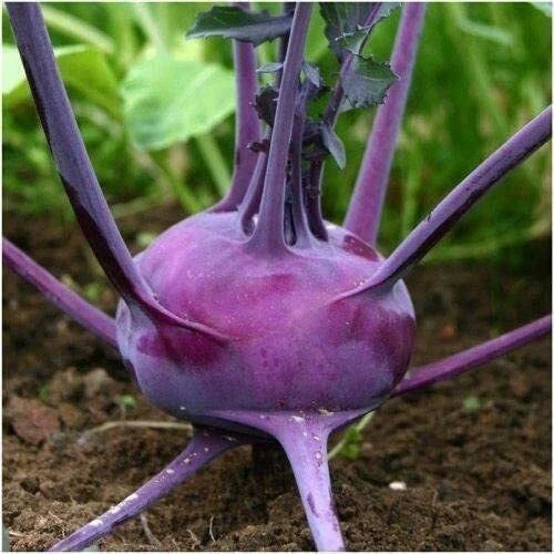 Purple Vienna Kohlrabi Seeds - 100 Count - Exotic Garden Vegetable - Brassica oleracea var. gongylodes