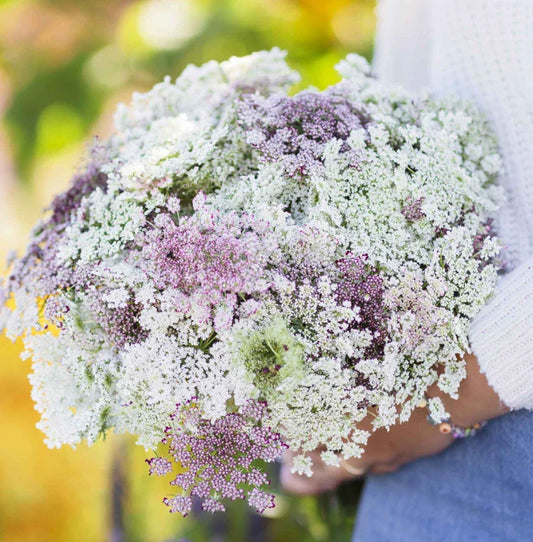Queen Anne's Lace Seeds - Chocolate Burgundy Variety - Reseeds Butterfly Host Plant - 200 Seeds - Daucus carota