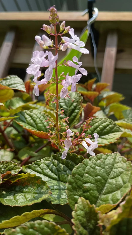 Purple Swedish Ivy Plant Cutting w/ Roots - Ready to Plant - Plectranthus verticillatus