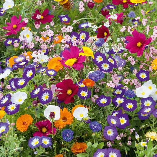 Purple Wildflower Mix - 200+ Seeds - Vibrant Purple Blend of Native Flowers - Wildflower Seed Blend