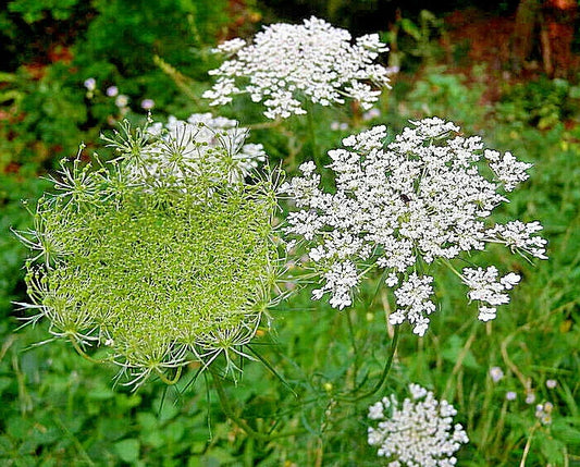 Queen Ann's Lace Seeds - 1005 Bulk Wildflower Seeds, Hardy Daucus Carota, Wild Carrot Variety
