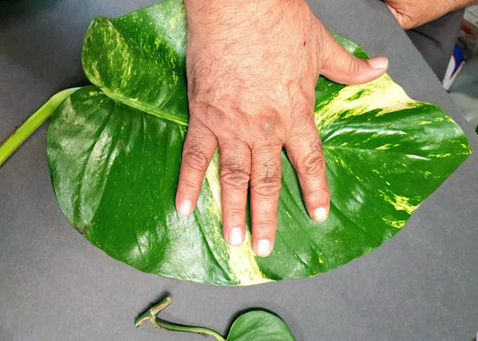 Hawaiian Pothos Cuttings Set, 2 Large Leaves + 5 Small Rooted Cuttings, Epipremnum aureum, Indoor Plant, Green Foliage
