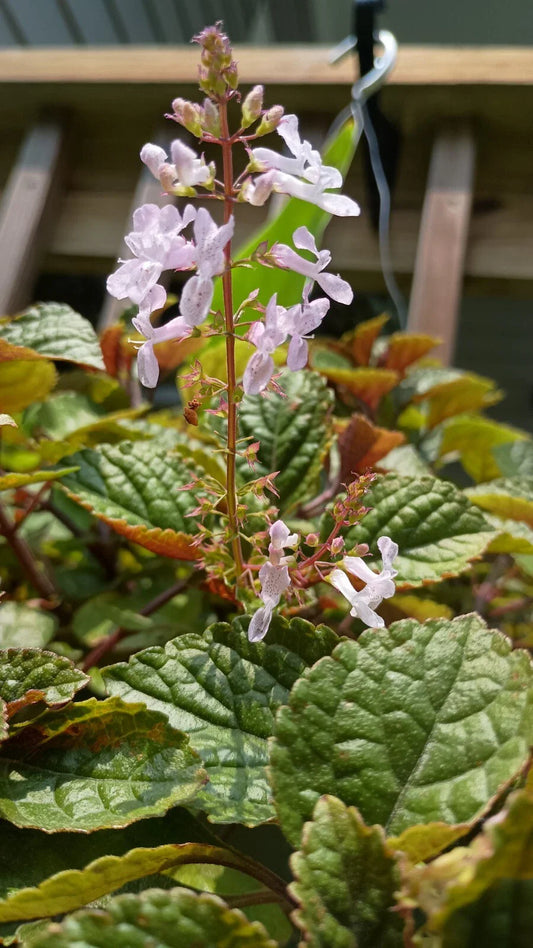 Purple Swedish Ivy Cuttings (4) 4-6 Inches, Easy Care Indoor Plant, Millionaria/Planta del Dinero Morada