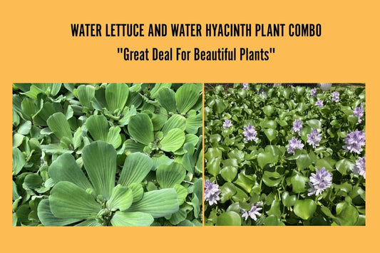 Medium Water Hyacinth & Water Lettuce Pond Plants - Floating Live Plants for Aquatic Environments - Eichhornia crassipes, Pistia stratiotes