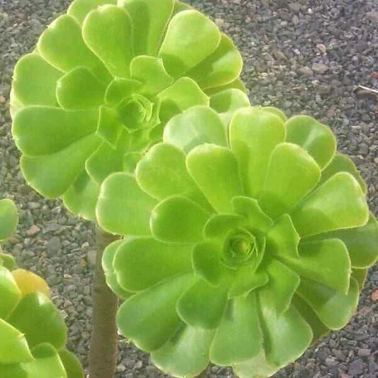Medium Size Aeonium Arboreum Cutting - Green Rose - 3" (7.5 cm) Diameter Succulent Plant Cutting