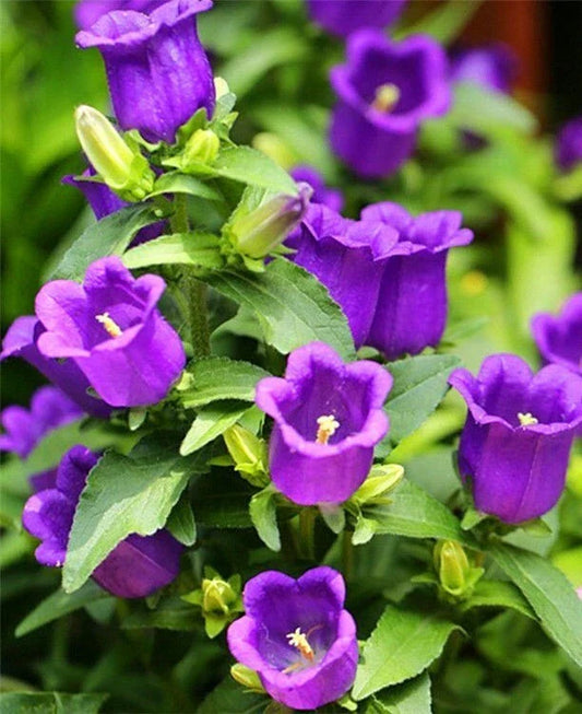 Purple Tussock Bellflower Seeds - 2000+ Perennial Carpathian Bellflower Seeds - Campanula carpatica - USA