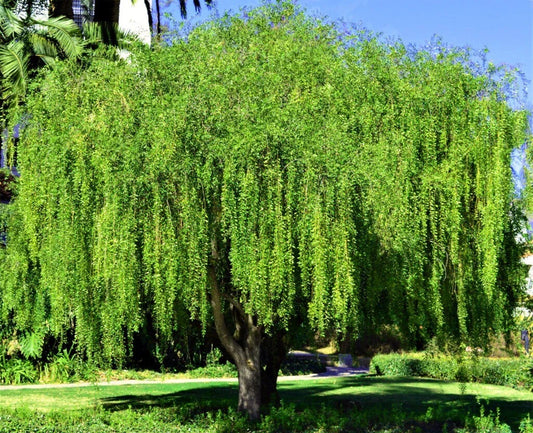 Mayten Tree Seeds - Weeping Green Shower, Rare Willow-Like Variety, Maytenus boaria