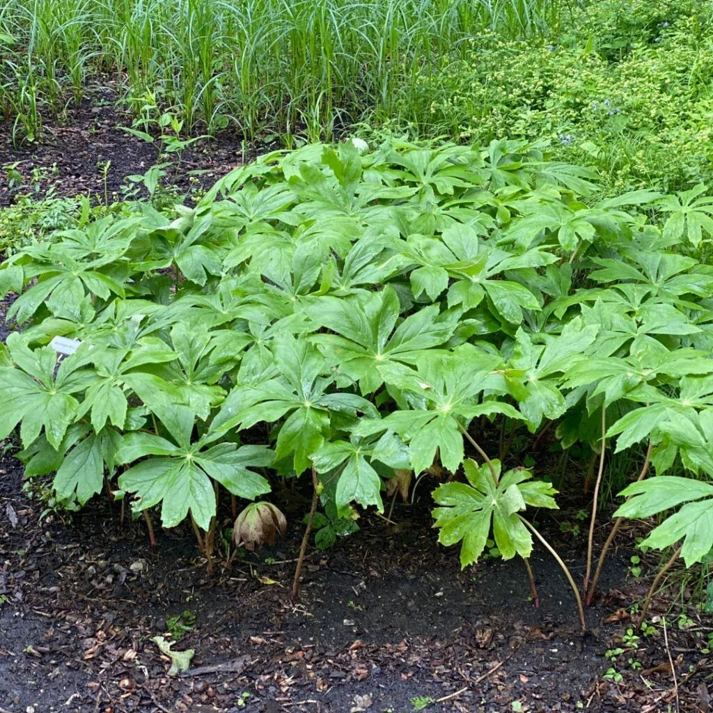 Mayapple Rhizomes XXL Bare Root Herb 10 Pack Podophyllum Peltatum Spring Planting 2025 Appalachian