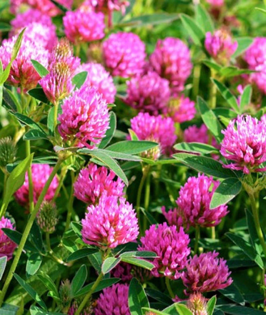 Medium Red Clover Seeds 300+ Seeds - Trifolium pratense - Hardy Legume for Forage or Ground Cover, Buy 4 Items Free Shipping