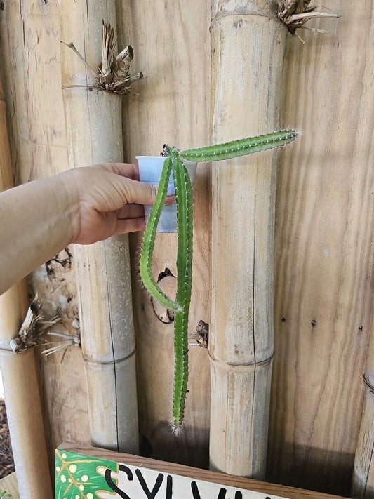 Medusa Dog Tail Cactus | 2.5" Pot | Rooted Live Plant | Selenicereus testudo | NO CUTTING