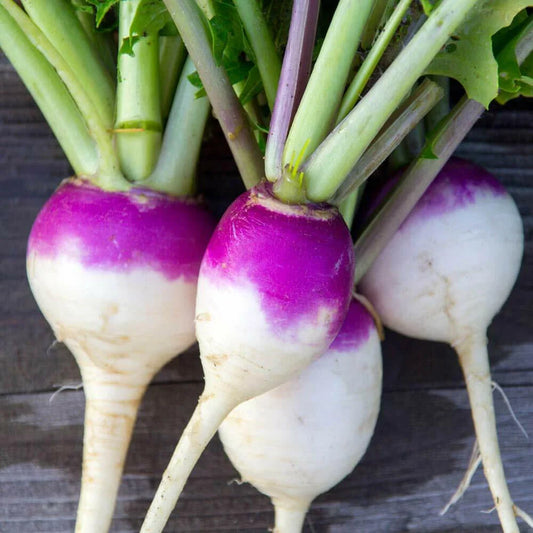 Purple Top White Globe Turnip Seeds - 50+ Seeds - Brassica rapa var. rapa - Non-GMO, Heirloom, Garden Vegetable Seeds