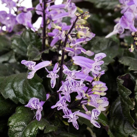 Purple Swedish Ivy - 1 Pot (2 Plants) - Fast-Growing Trailing Vine - Plectranthus australis