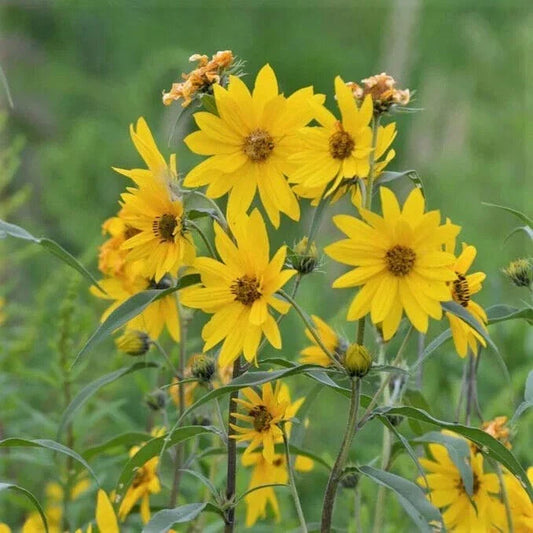 Maximilian Sunflower Seeds - NON-GMO Wildflower Seeds, Tracking Included, Helianthus maximiliani