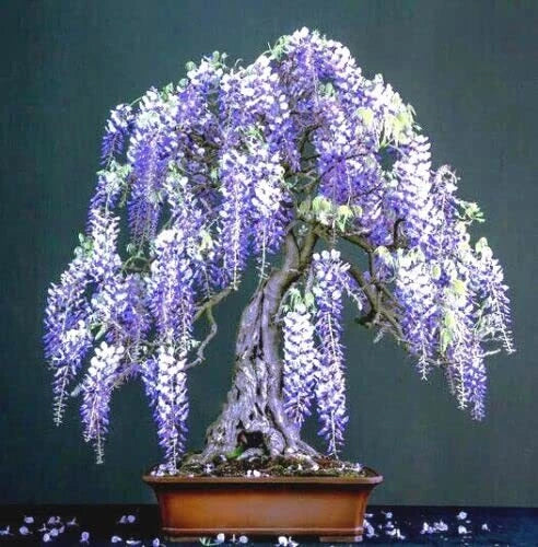 Purple Wisteria Bonsai Tree Seeds, 10 Pack, Flowering Variety, Wisteria floribunda