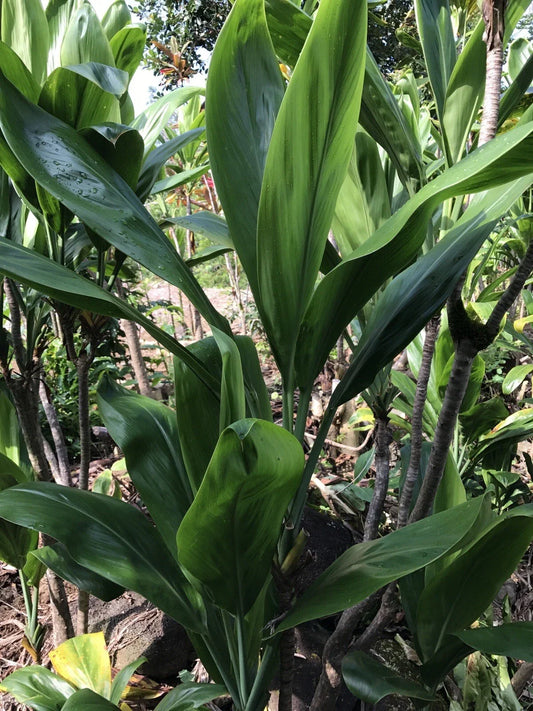 Hawaiian Green Ti Leaf Fresh Cuttings 6-Inch Starter Logs, Cordyline fruticosa, Pack of 50