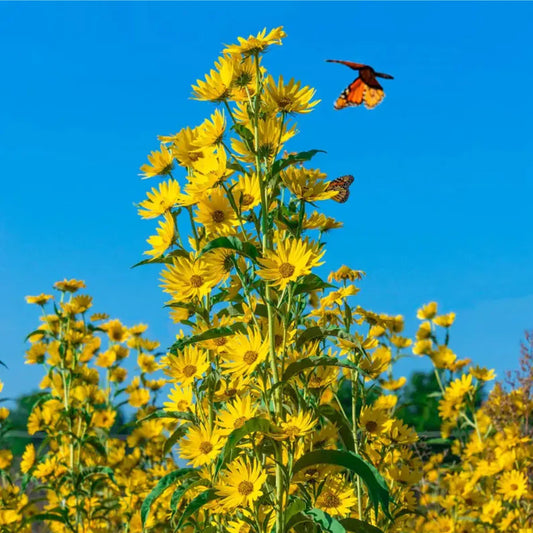 Maximilian Sunflower Seeds | 300+ Non-GMO Perennial Flower Seeds | Helianthus maximiliani