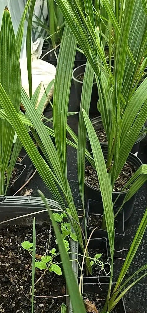 Medjool Date Palm Seedling 3.5" Pot, 2+ Year Old, Phoenix Dactylifera, Indoor/Outdoor Plant