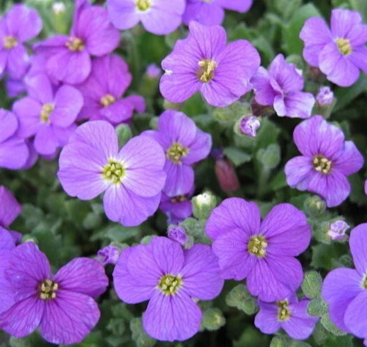Purple Rockcress Seeds 200+ Aubrieta deltoidea Perennial Flower Garden