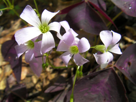Purple Shamrock Rhizomes - 6 Roots - Edible Plant - Oxalis Triangularis