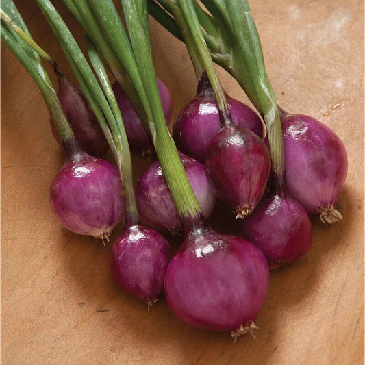 Purplette Onion Seeds - 600 Count Non-GMO Specialty Onion Seeds - Allium cepa