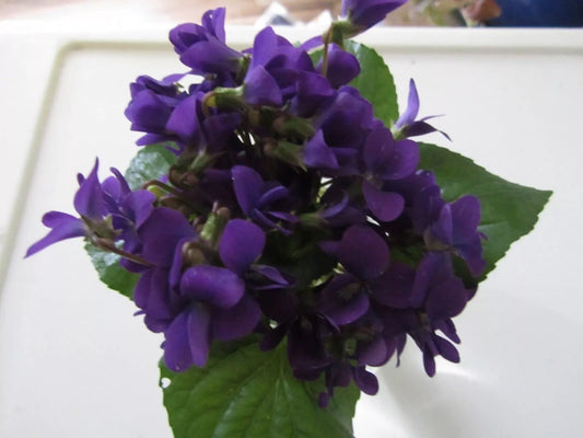 Purple Wild Violet Rhizomes 20+ Organic Viola Bareroots Edible Perennial Flower Hardy Zones 6-10