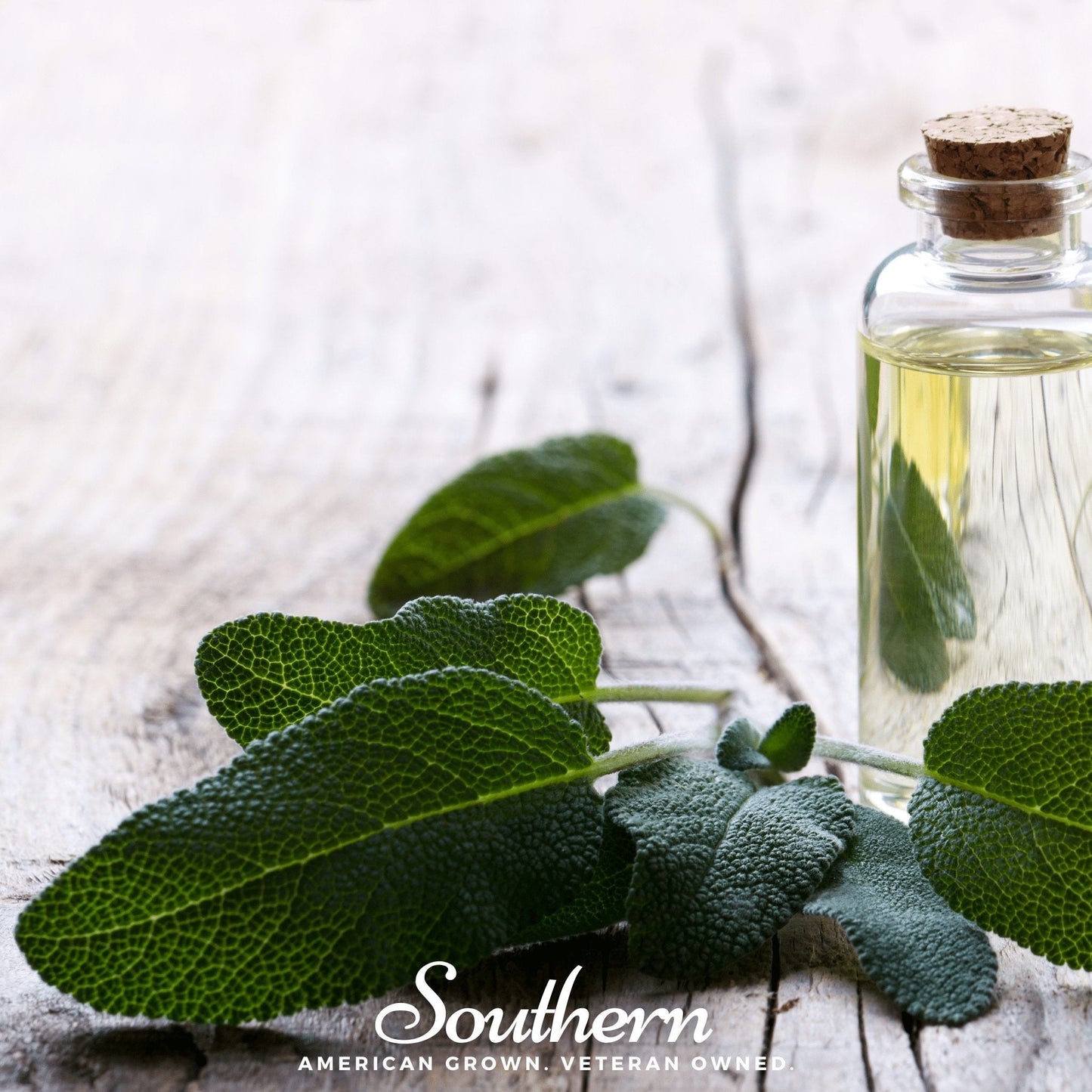 Broadleaf Sage – 50 Seeds