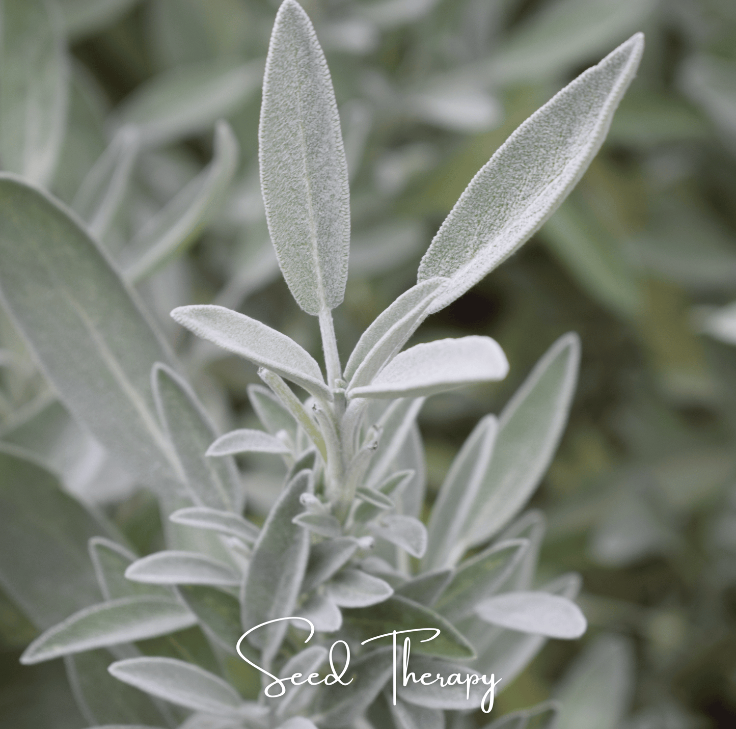 White Sage – 50 Seeds