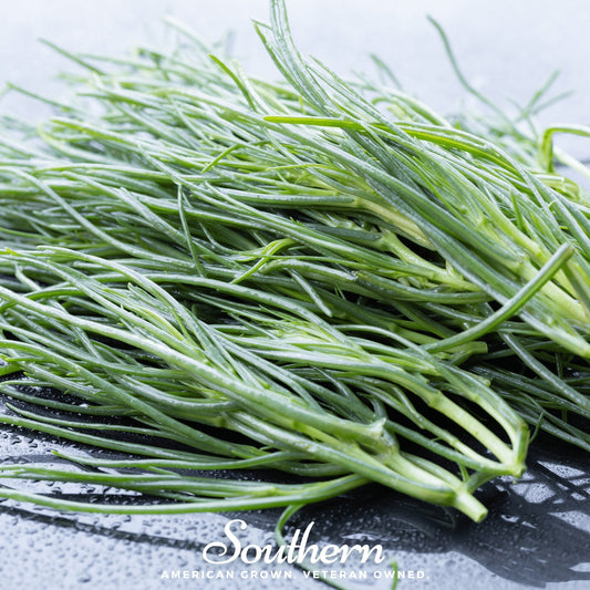 Saltwort – 50 Seeds