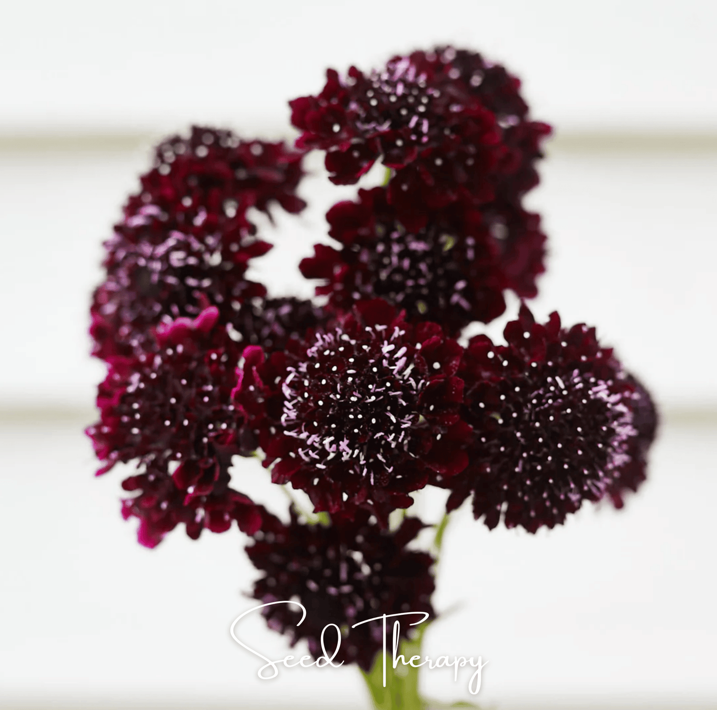 Black Knight Scabiosa – 30 Seeds