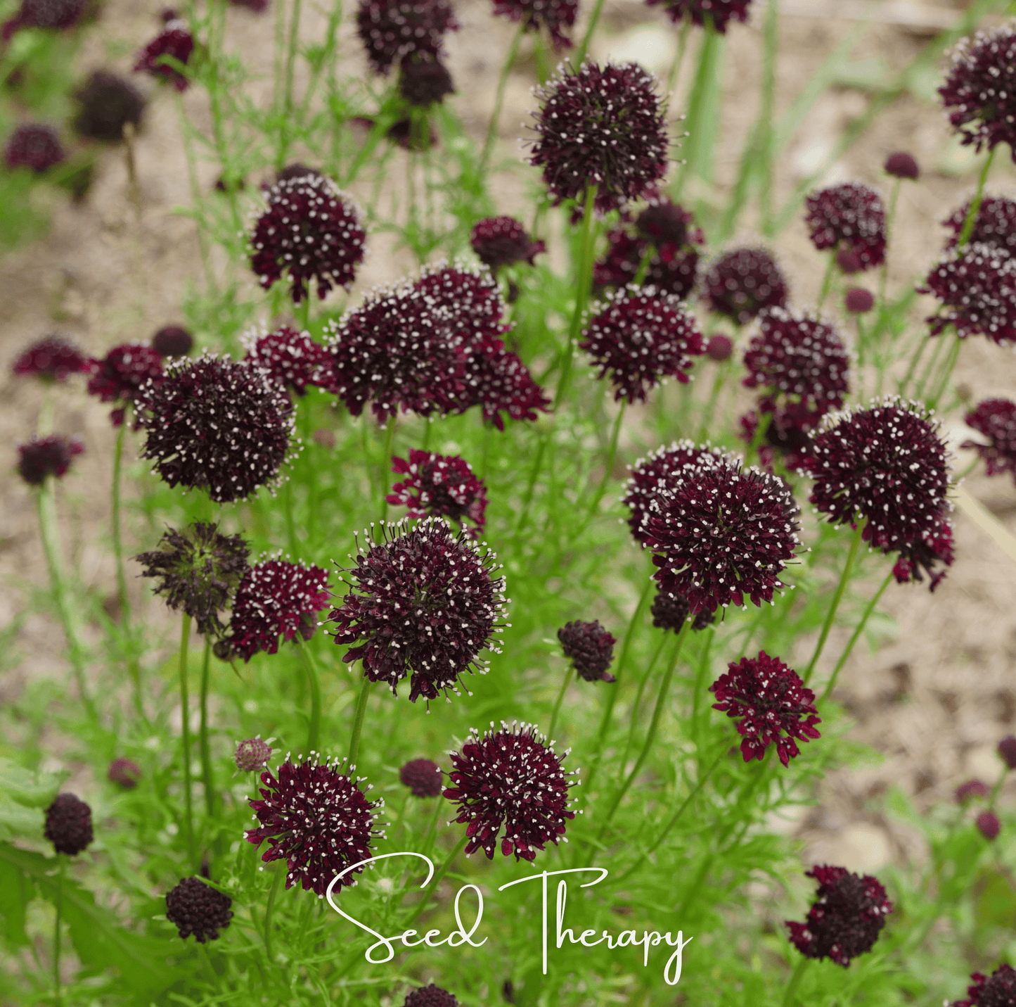 Black Knight Scabiosa – 30 Seeds