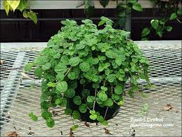 1 Creeping Charlie Friendship Plant - Live Plant, Pilea Nummulariifolia, Ground Cover, Easy Care, Indoor Outdoor, Unique Trailing Vine