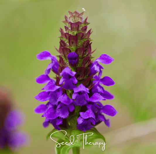 Self Heal (Heal All, All Heal) – 50 Seeds