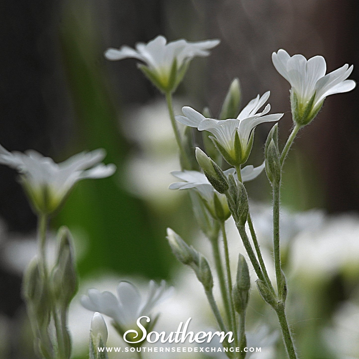 Snow in Summer Chickweed – 100 Seeds