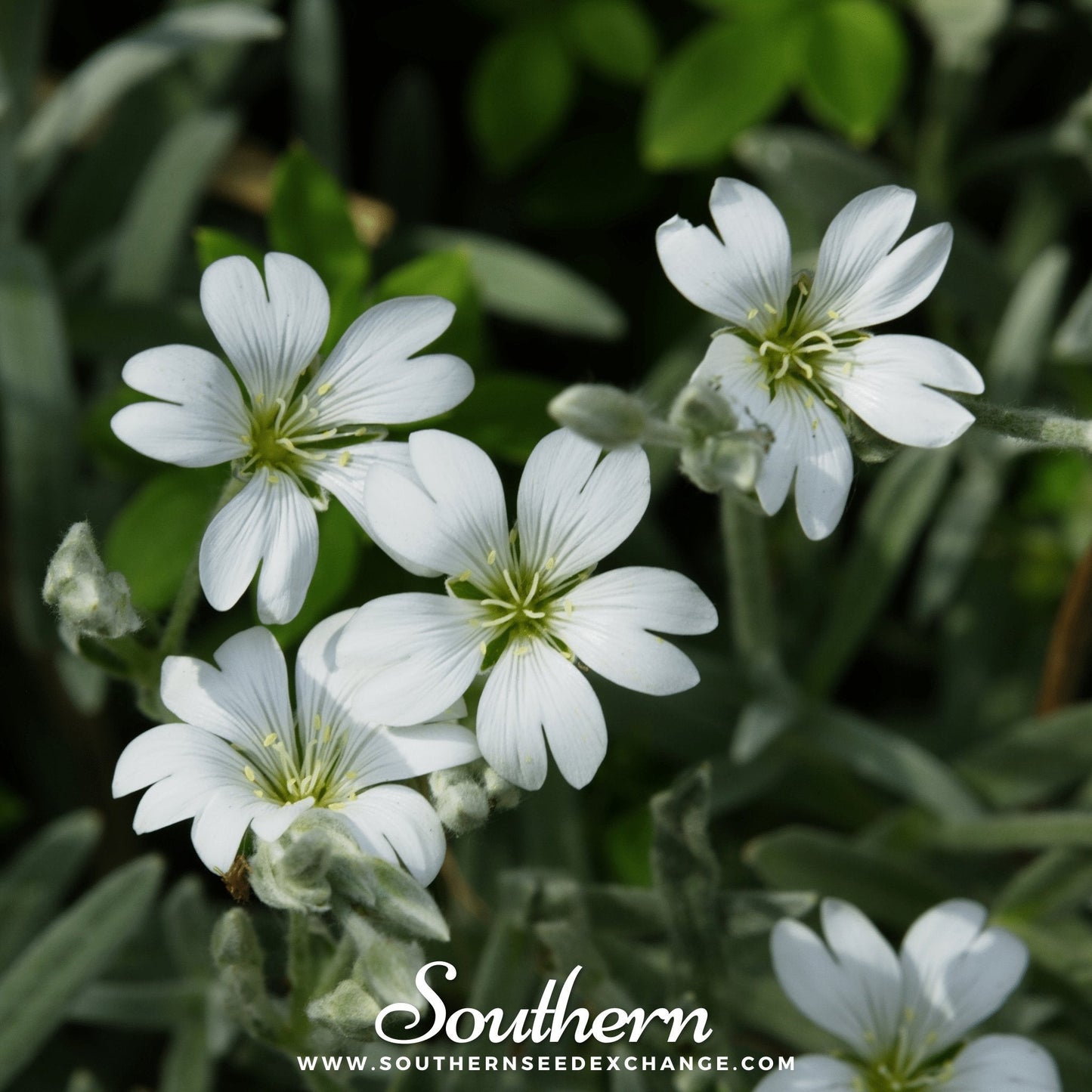 Snow in Summer Chickweed – 100 Seeds
