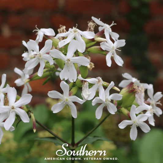 Soapwort – 100 Seeds