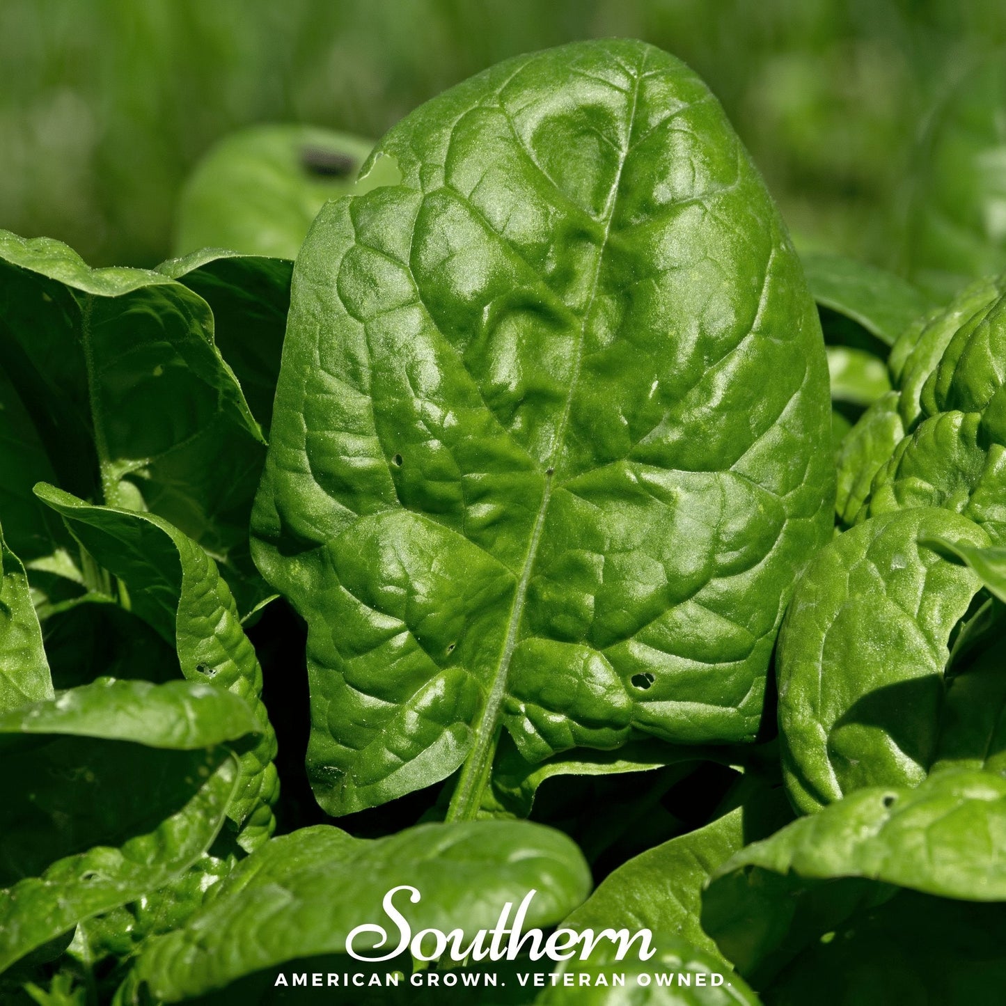 Bloomsdale Spinach – 150 Seeds