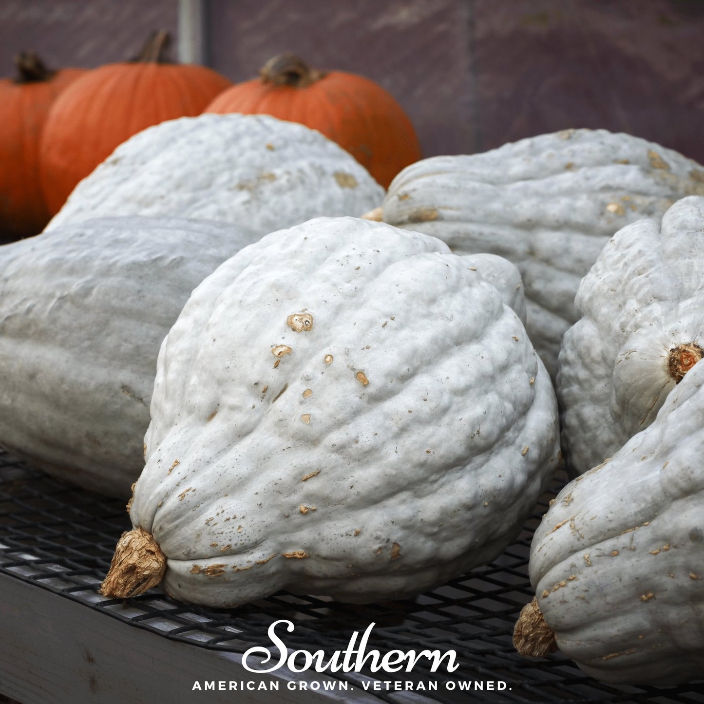 Blue Hubbard Winter Squash – 20 Seeds