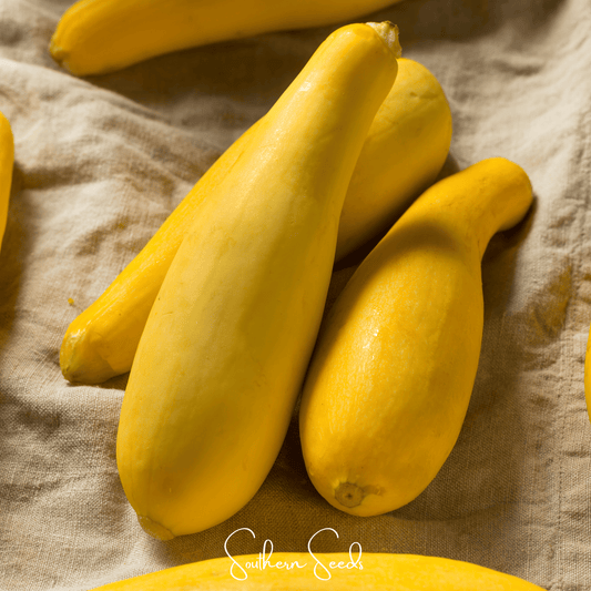 Early Prolific Straightneck Squash – 50 Seeds