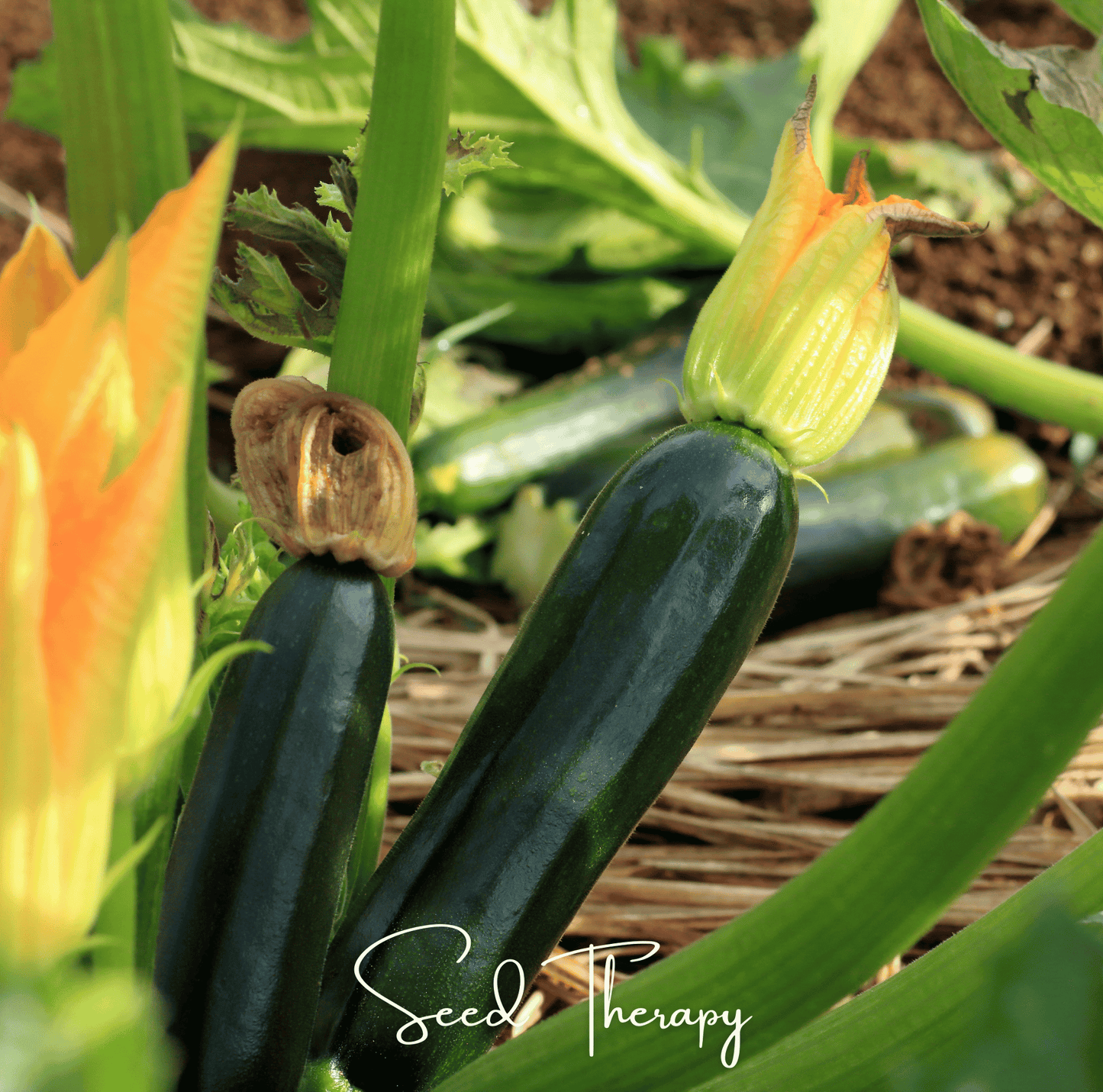 Black Beauty Summer Zucchini Squash – 25 Seeds