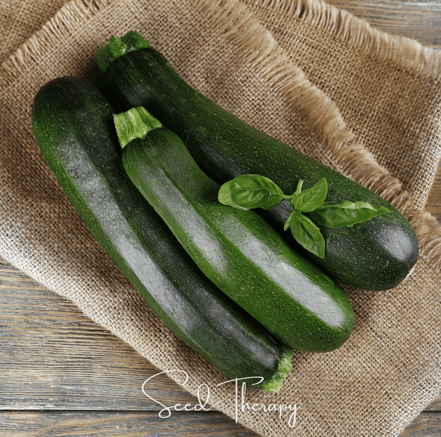 Dark Green Zucchini Summer Squash – 25 Seeds