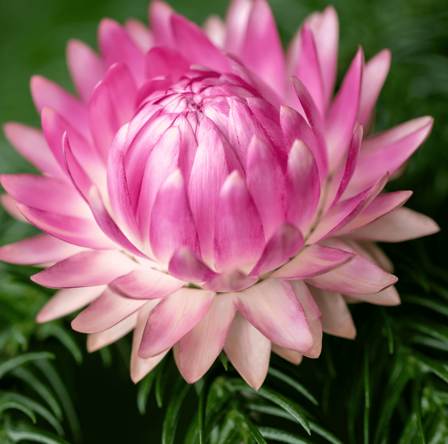 Silver Rose Strawflower – 25 Seeds