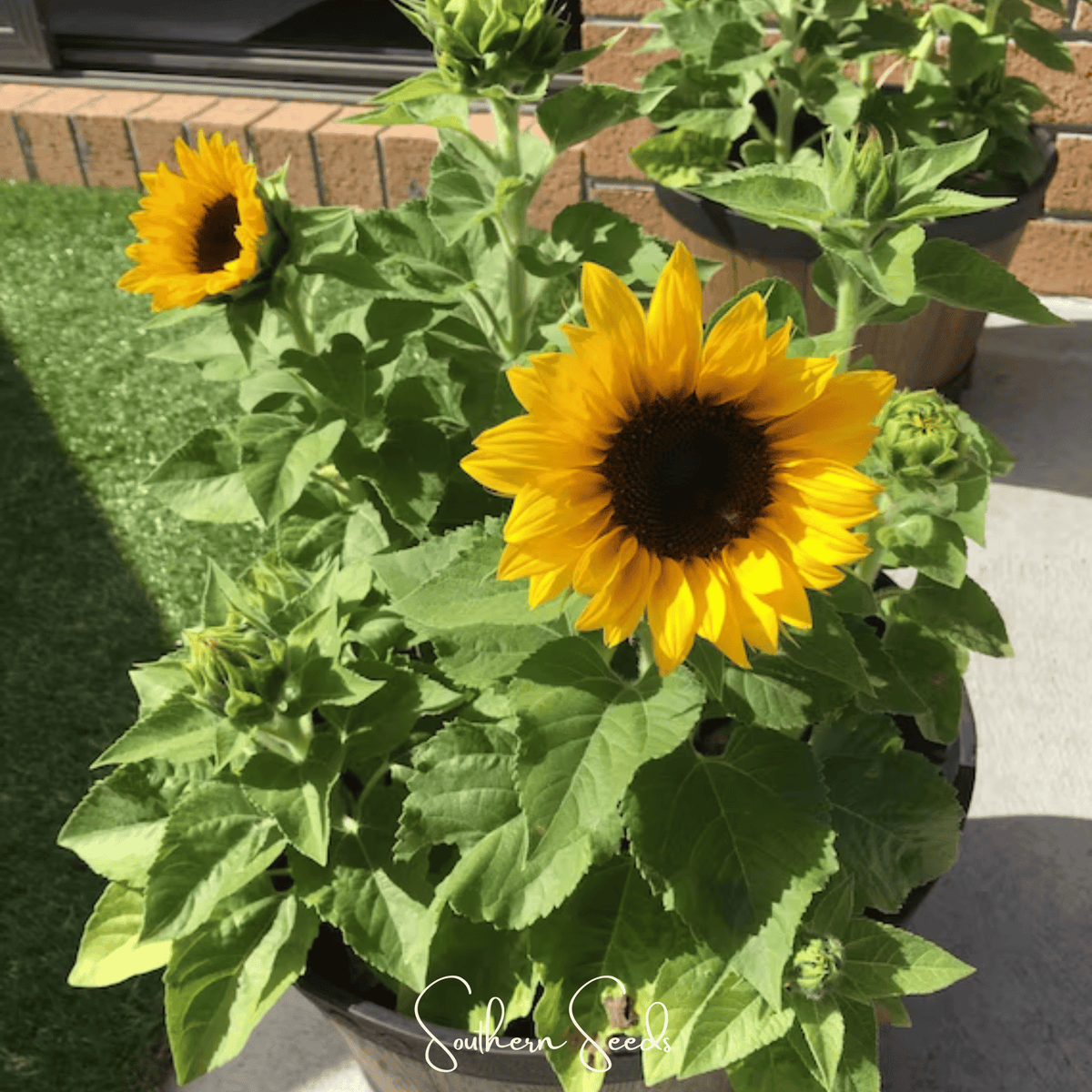 Incredible Dwarf Sunflower – 20 Seeds – SustainiMart LLC