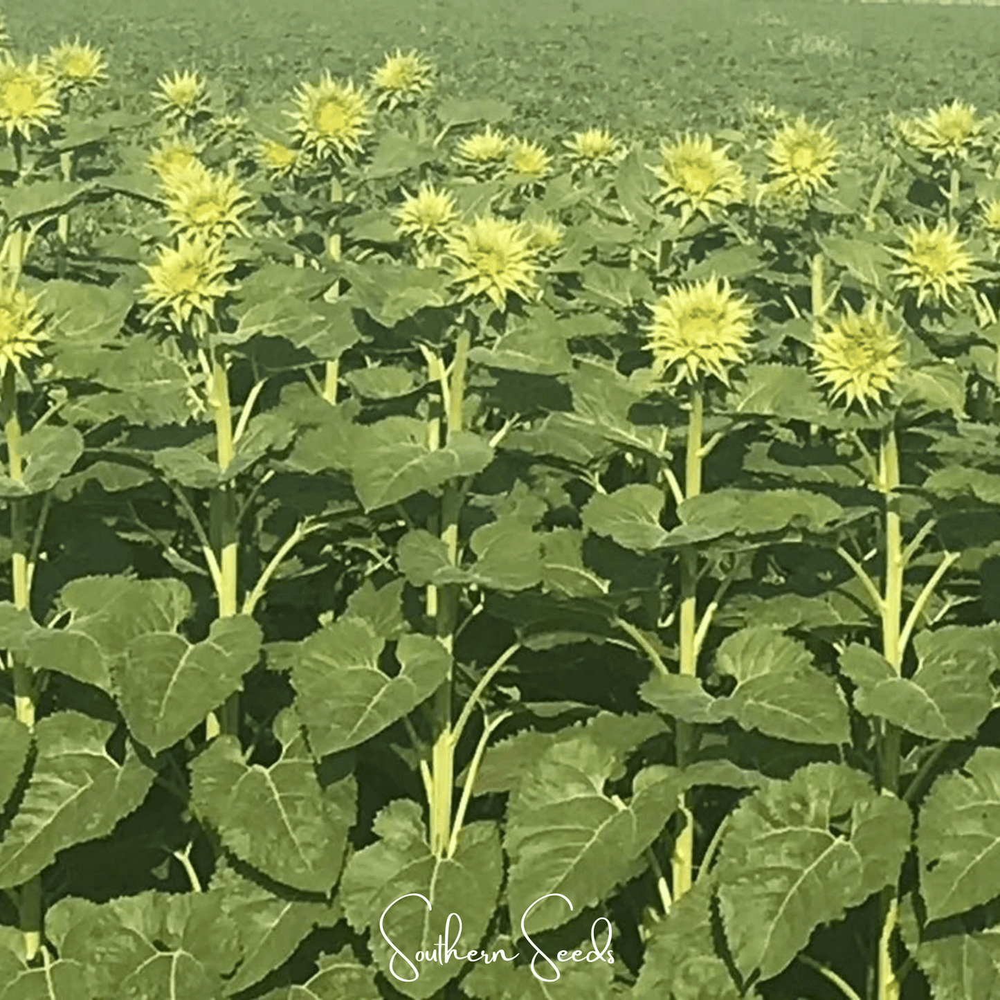 SunFill Green Sunflower – 25 Seeds
