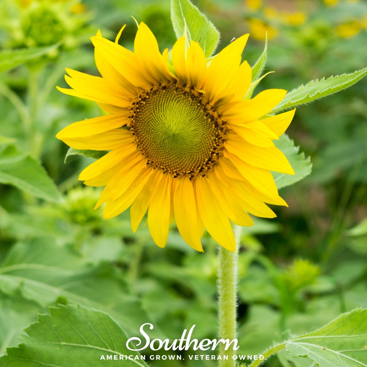 Sunspot Dwarf Sunflower – 25 Seeds – SustainiMart LLC