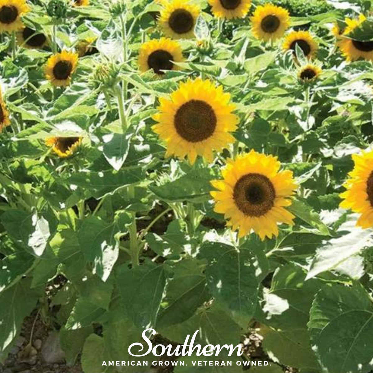 Sunspot Dwarf Sunflower – 25 Seeds – SustainiMart LLC