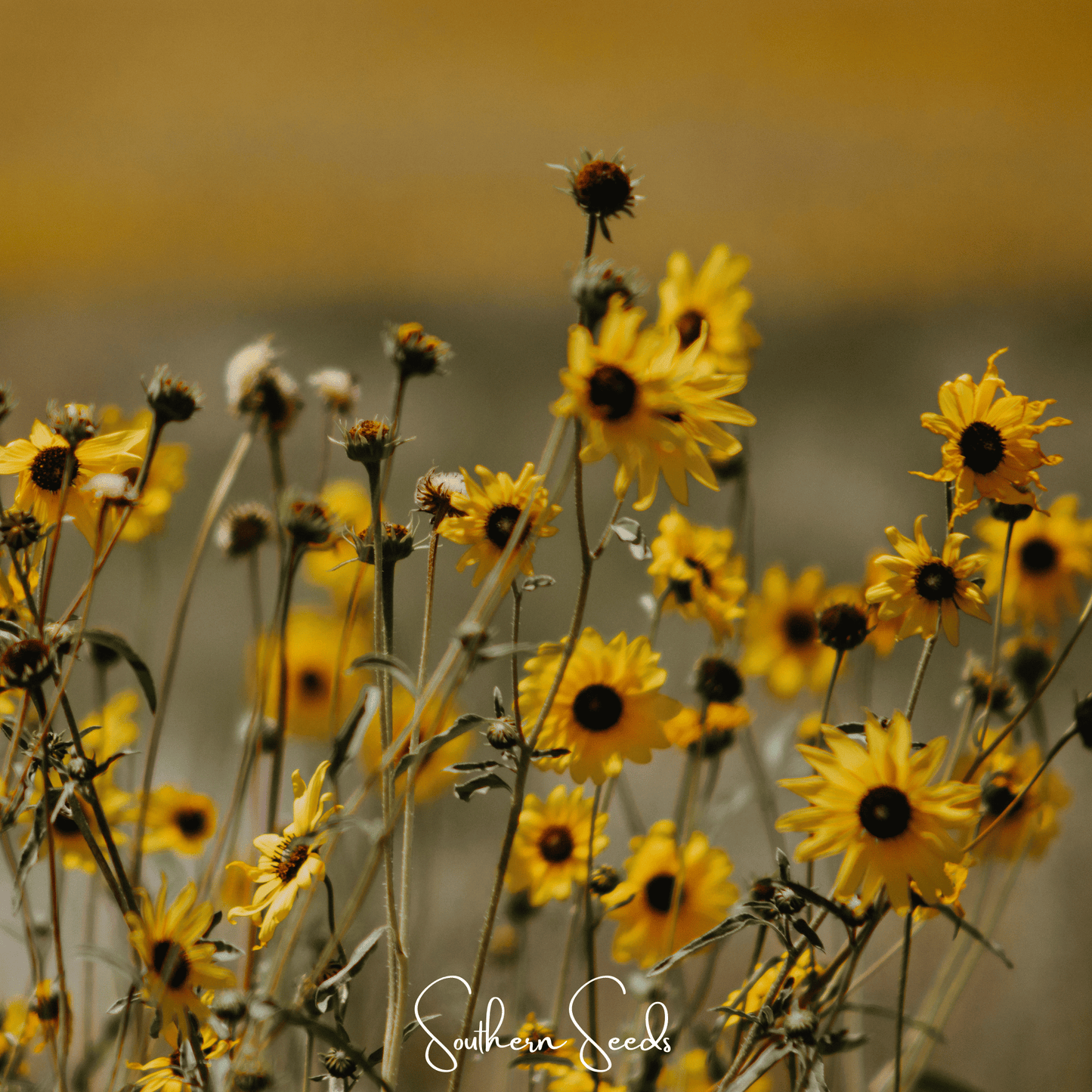 Wild Annual Sunflower – 50 Seeds