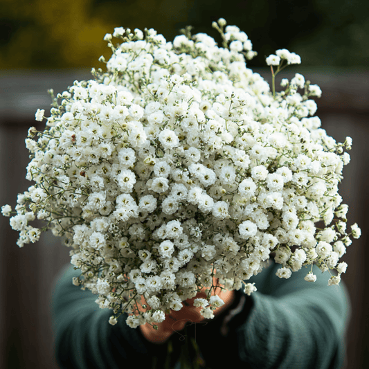 The Pearl Yarrow – 100 Seeds