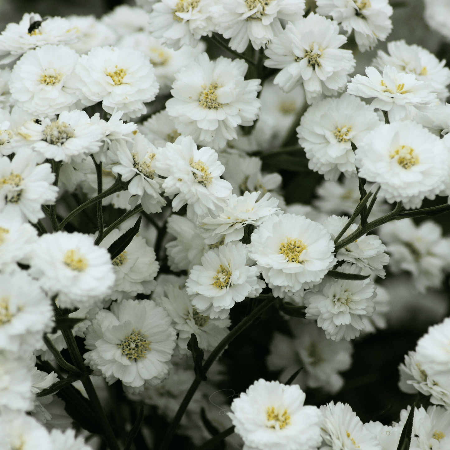 The Pearl Yarrow – 100 Seeds